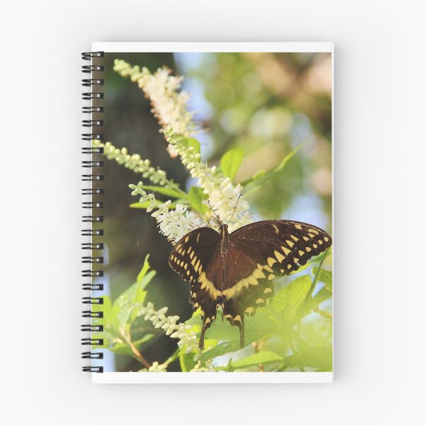 Artikelvorschau, Schmetterling entworfen und verkauft von Alberto DeJesus.
