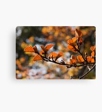 Fagus Canvas Print