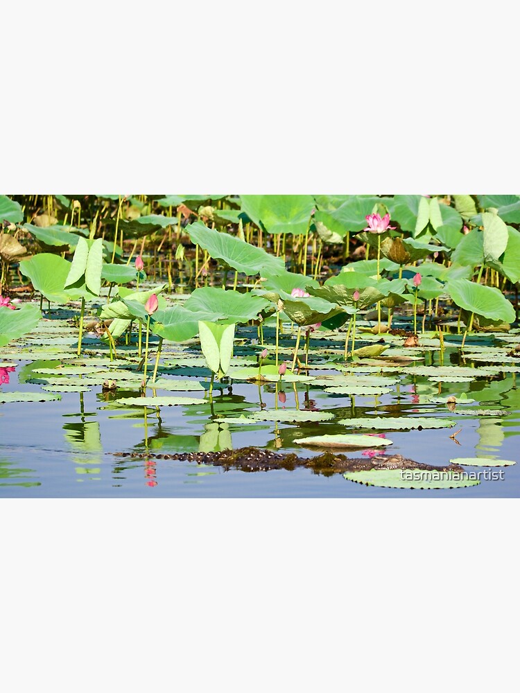 "NT Yellow Waters, Northern Territory, Lotus Pond and Saltwater