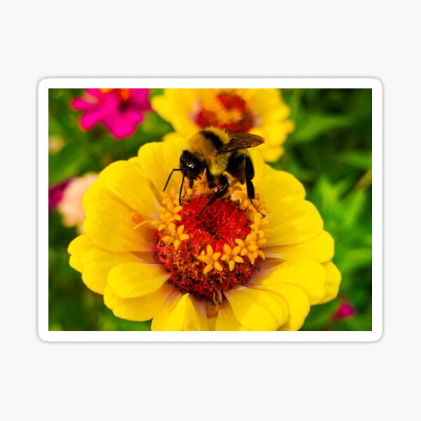 Busy Bee by Jerald Simon (Music Motivation - musicmotivation.com) Sticker