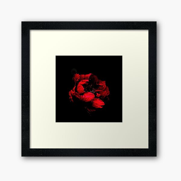 RED FLOWER ON BLACK BACKGROUND Framed Art Print