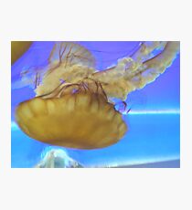Dive, dive, dive Photographic Print