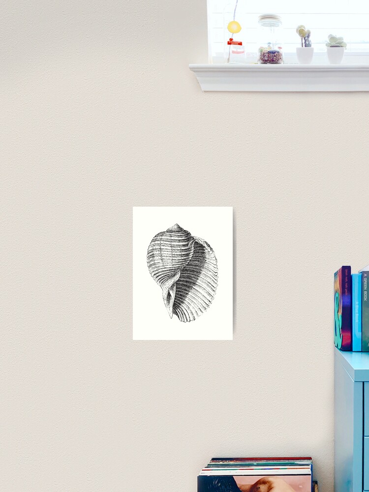 Seashell, Sea Shell, Conch Shell, Vintage Shells, Vintage Seashells, Vintage Sea Shells, Black and White,  Shower Curtain for Sale by  EclecticAtHeART