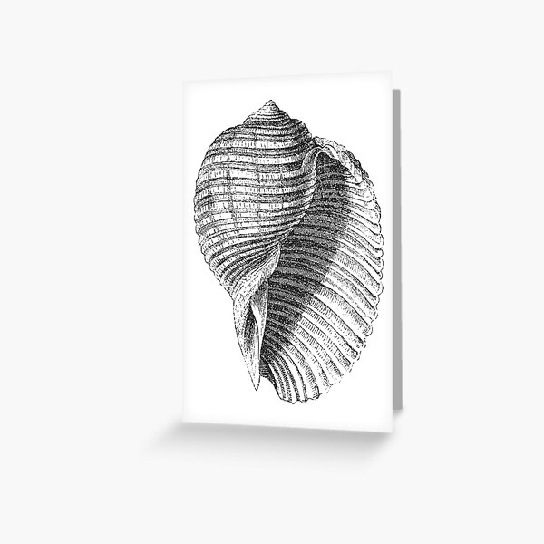 Seashell | Sea Shell | Conch Shell | Vintage Shells | Vintage Seashells | Vintage Sea Shells | Black and White | Greeting Card