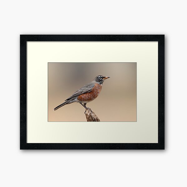 Aperçu de l'œuvre Solitary Robin créée et vendue par Bonnie T.  Barry.