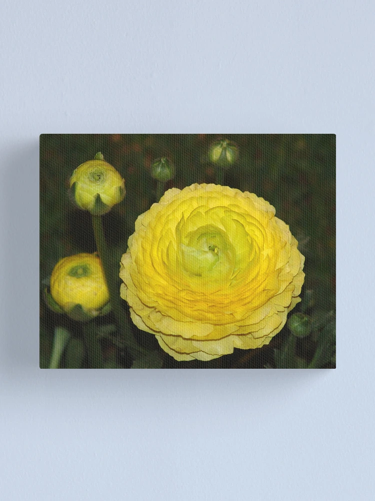 Imagen 1 de 3, Lienzo con la obra A Ranunculus Flower, diseñada y vendida por Joe Bashour.