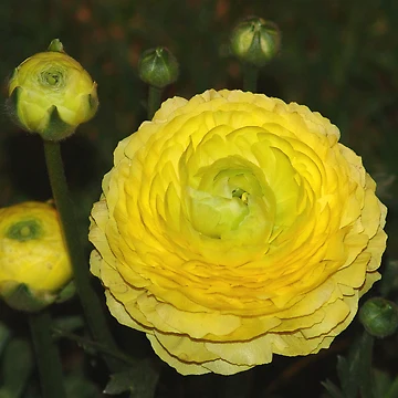 Imagen de la obra A Ranunculus Flower de Joe Bashour