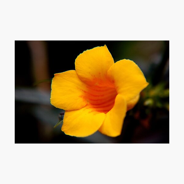 Item preview, flower  designed and sold by Joe Bashour.