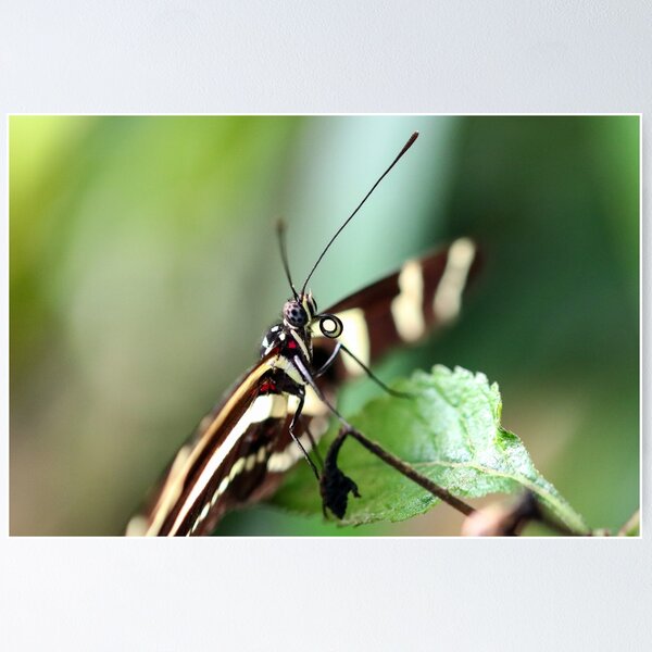 Item preview, Zebra longwing close up designed and sold by GreyFeatherPhot.