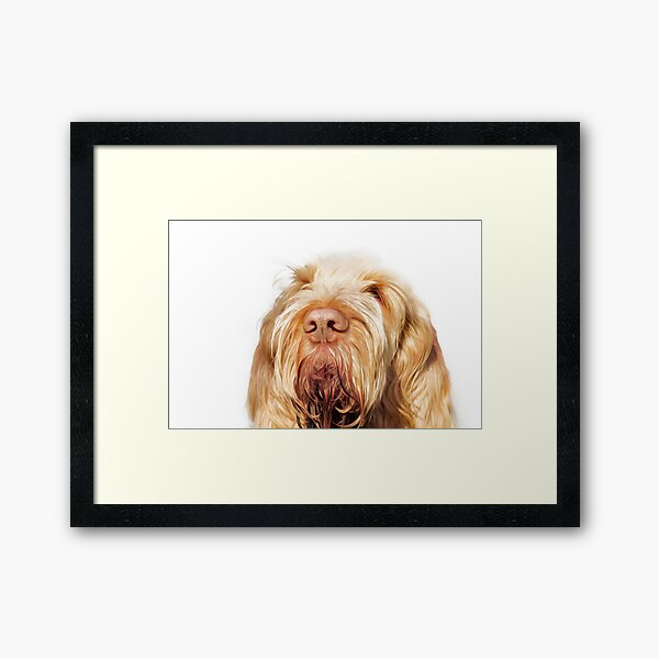 Waiting for you Spinone Framed Art Print