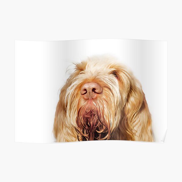 Waiting for you Spinone Poster