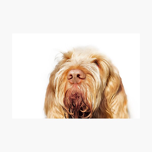 Waiting for you Spinone Photographic Print