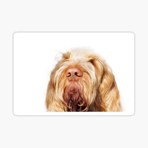 Waiting for you Spinone Sticker