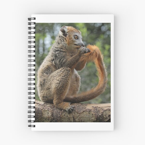 Item preview, Crowned Lemur designed and sold by aquabella.