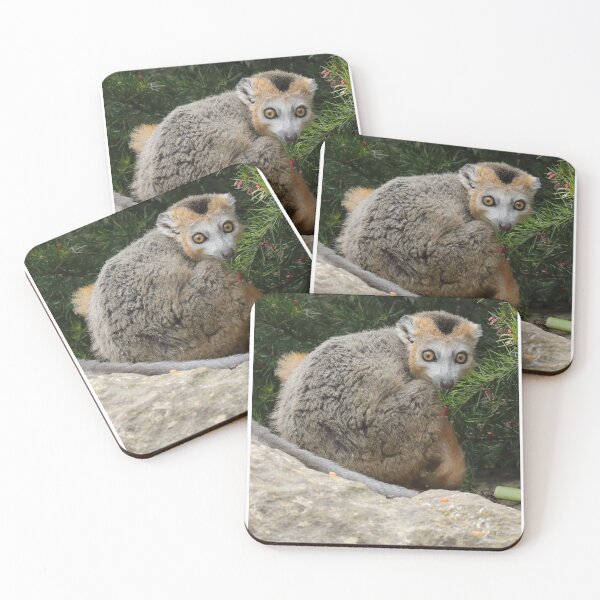 Item preview, Crowned Lemur designed and sold by aquabella.