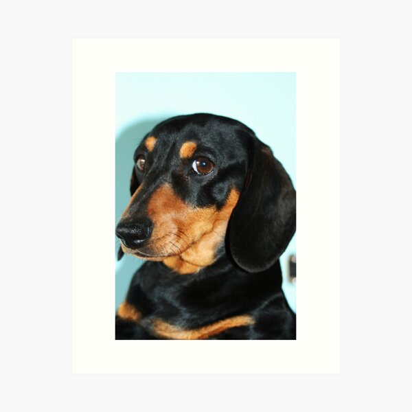 Monty Art Print