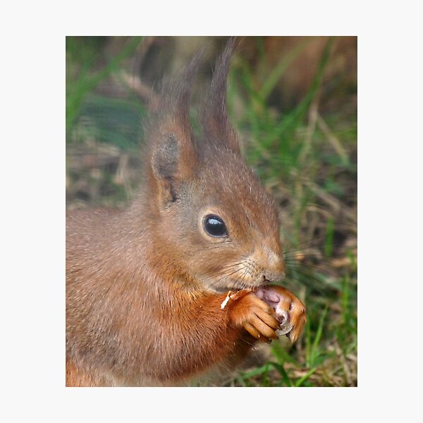 Tufty Photographic Print