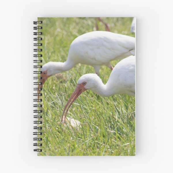 Item preview, White Faced Ibis designed and sold by LaurenTucker.