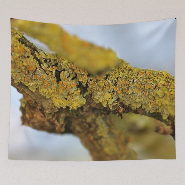 Item preview, Lichen designed and sold by cuprum.