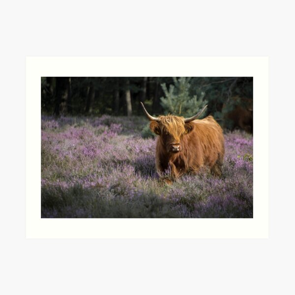 Red highland cow in purple field Art Print