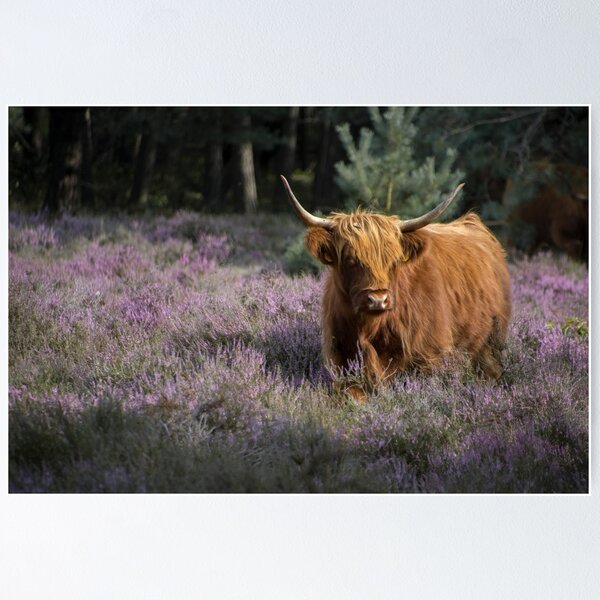 Pastel Purple Cow Spots Canvas Print for Sale by chricket