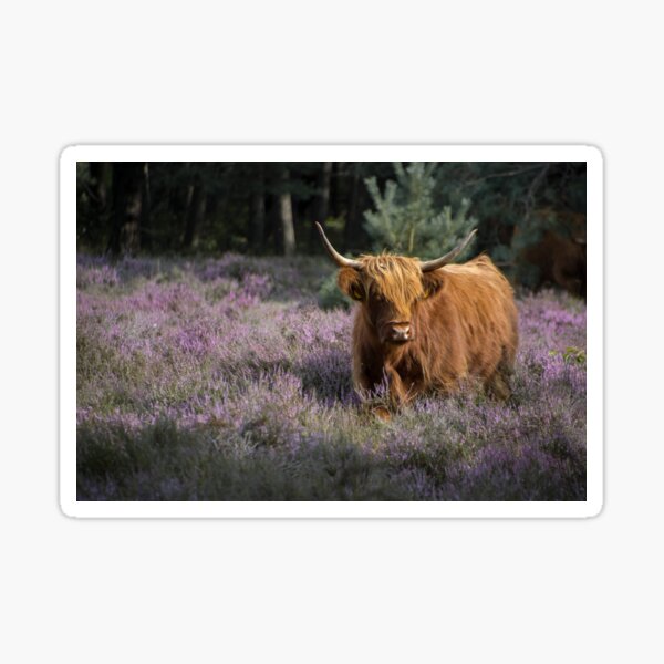 Red highland cow in purple field Sticker