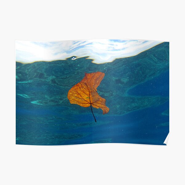 Leaf over Reef I Poster