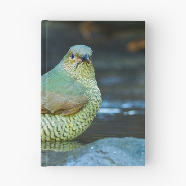 Item preview, Juvenile Satin Bower Bird designed and sold by bidkev1.
