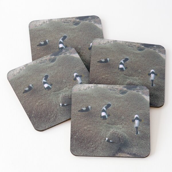 Item preview, Saddleback Clownfish and Carpet Anemone designed and sold by Mike Ashley.