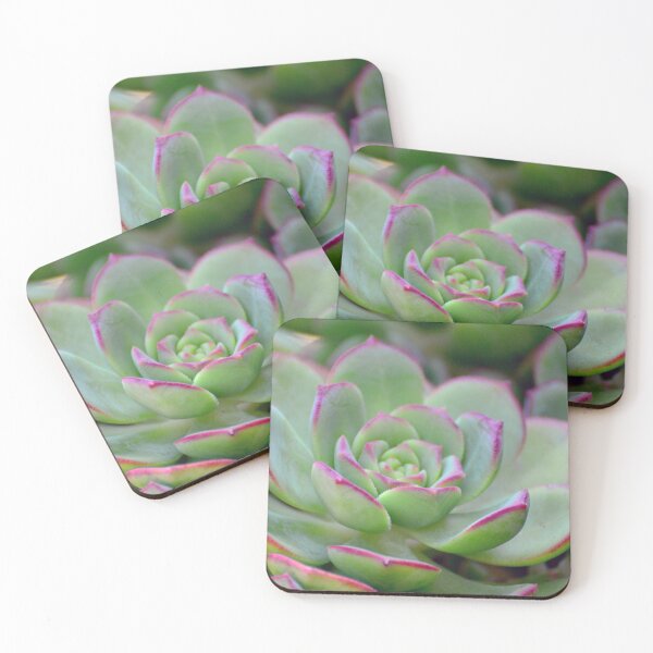 Item preview, Echeveria Pink Edge designed and sold by imaginethis.