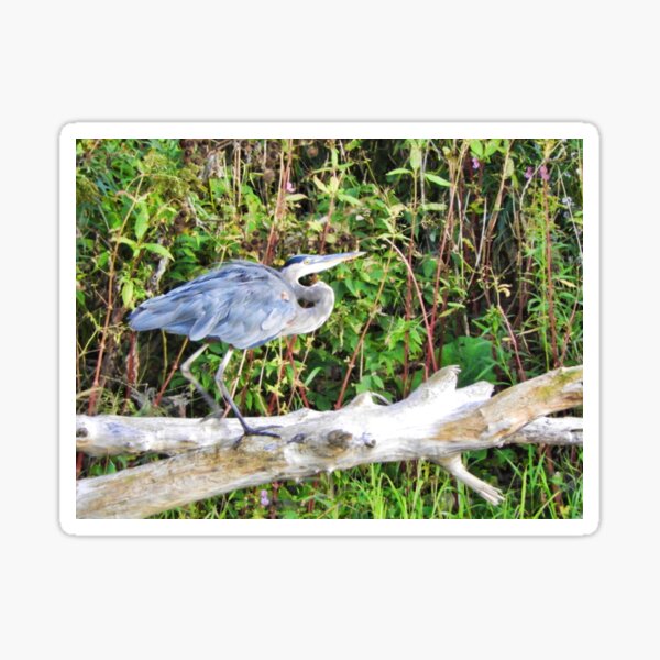 Great Blue Heron on Bare Branch Sticker