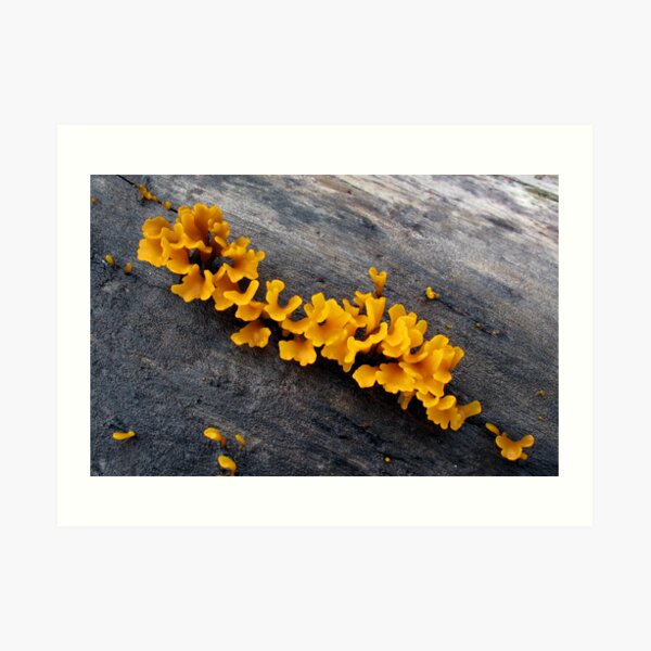 Fungi at Savo Island Art Print
