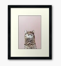 Schöne Katze aufzublicken Gerahmtes Wandbild