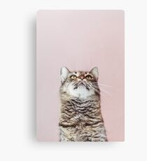 Beautiful cat looking up Canvas Print