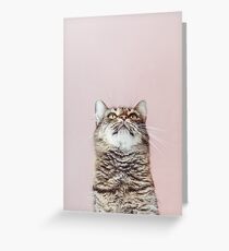 Beautiful cat looking up Greeting Card