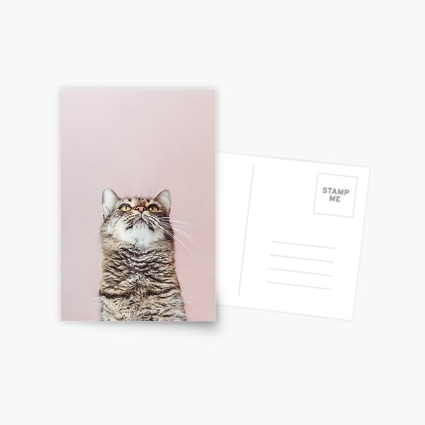 Beautiful cat looking up Postcard