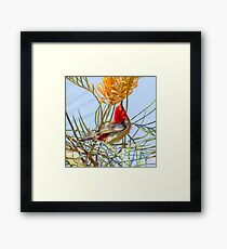 Scarlet Honeyeater Framed Print