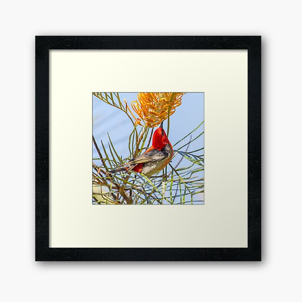 Item preview, Scarlet Honeyeater designed and sold by bidkev1.