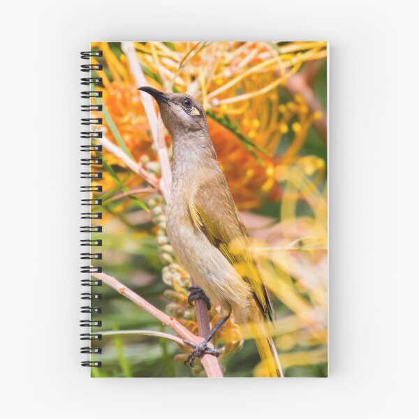Item preview, Brown Honeyeater designed and sold by bidkev1.