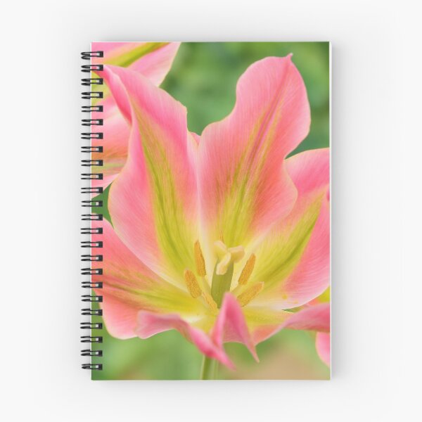Item preview, Tulipa 'Virichic' Viridiflora Group Tulip designed and sold by Chris Burrows.