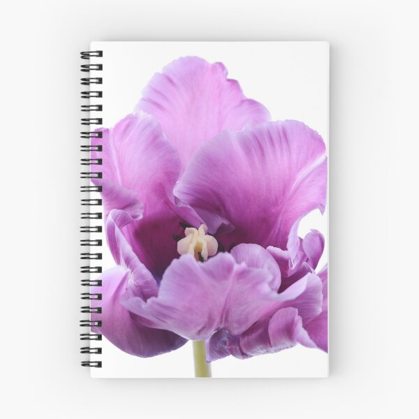 Artikelvorschau, Tulipa & # 39; Blauer Papagei & # 39; Papageien-Gruppe Tulpe entworfen und verkauft von Chris Burrows.