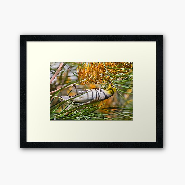 Item preview, Silvereye Honeyeater designed and sold by bidkev1.