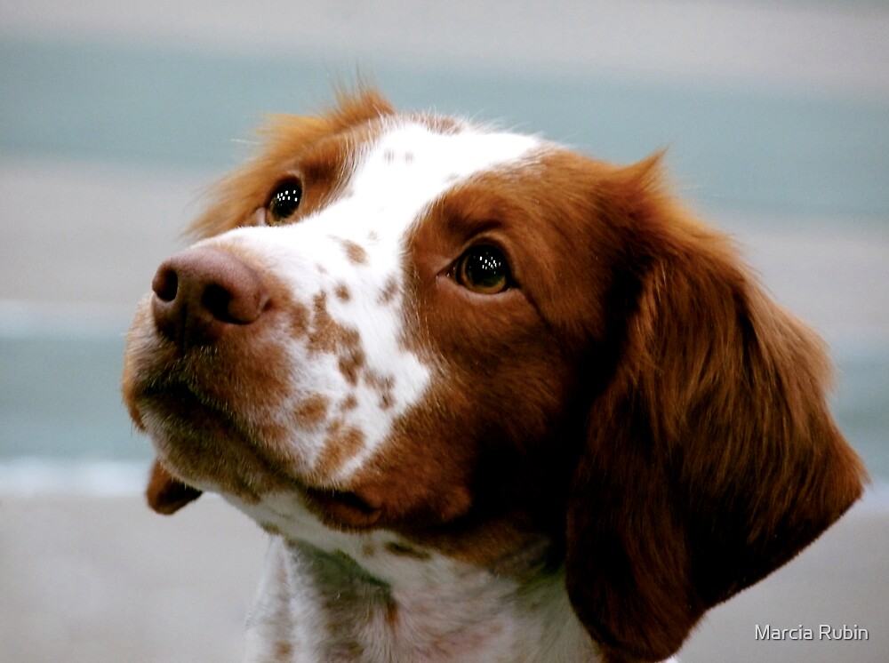 "Beautiful Brittany Spaniel " by Marcia Rubin | Redbubble