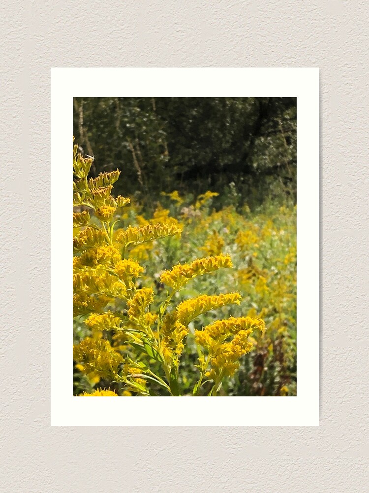 Alternate view of Yellow, Yellow flowers Art Print