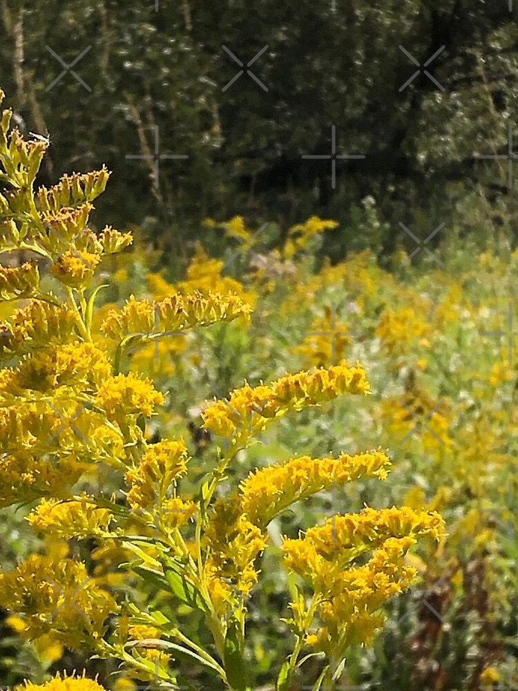Yellow, Yellow flowers by PicsByMi