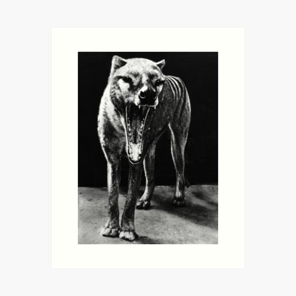 Item preview, Thylacine designed and sold by PeterAndrew.