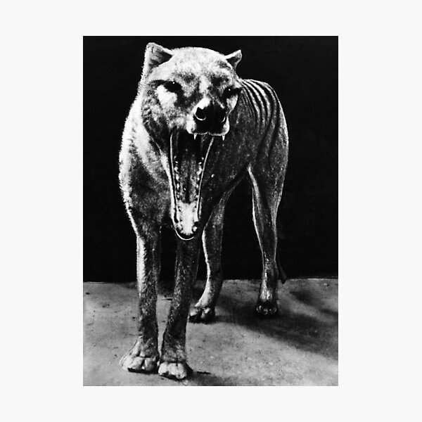 Thylacine Photographic Print