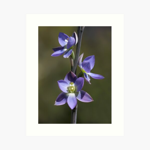 Item preview, Thelymitra grandiflora designed and sold by LeeoPhotography.