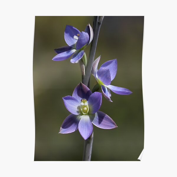 Thelymitra grandiflora Poster