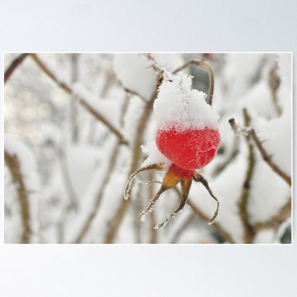 Snowy hat on a Rose's hip Poster